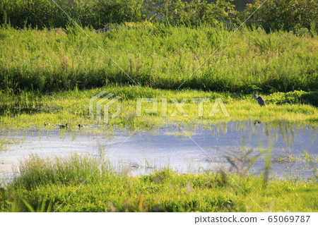 Beautiful scenery around the puddle with birds Beautiful scenery around the puddle with birds 65069787