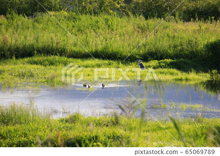 Beautiful scenery around the puddle with birds Beautiful scenery around the puddle with birds 65069789