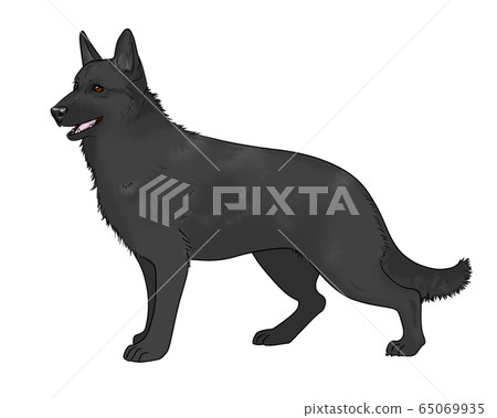 Shepherd Shepherd 65069935