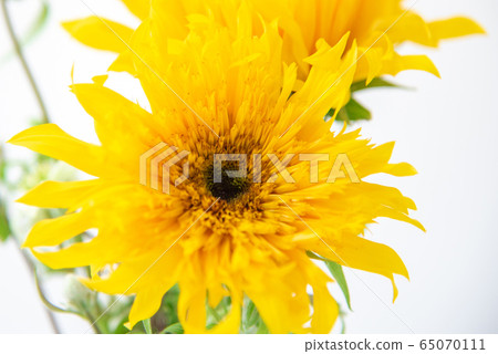 Van Gogh Sunflower and Clematis Summer Snow Van Gogh Sunflower and Clematis Summer Snow 65070111