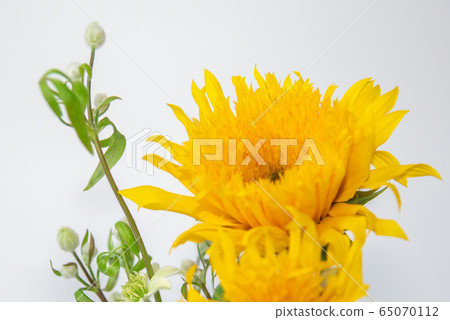 Van Gogh Sunflower and Clematis Summer Snow Van Gogh Sunflower and Clematis Summer Snow 65070112