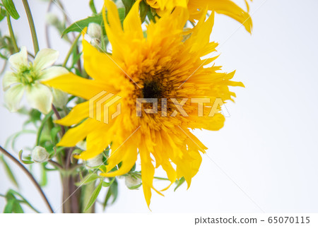 Van Gogh Sunflower and Clematis Summer Snow Van Gogh Sunflower and Clematis Summer Snow 65070115