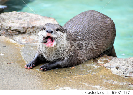 Small-clawed otter Small-clawed otter 65071137