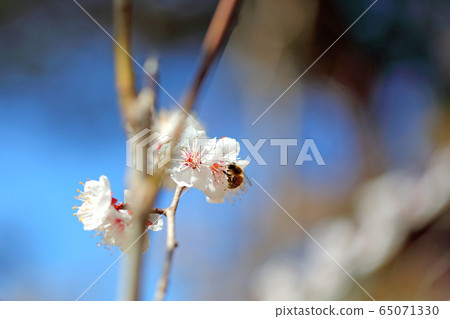 梅花和昆蟲 梅花和昆蟲 65071330