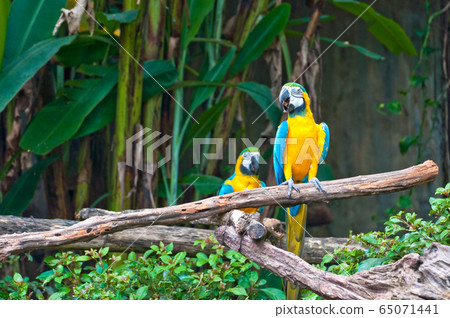 parrots 65071441