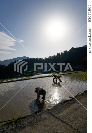Rice planting in the rice terraces. Japanese rural landscape. 65071963