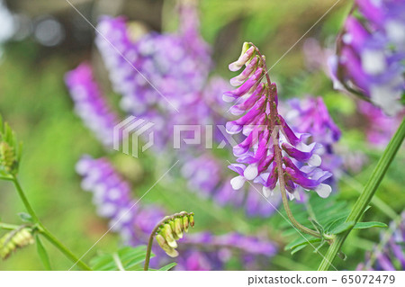 內由藤花 內由藤花 65072479