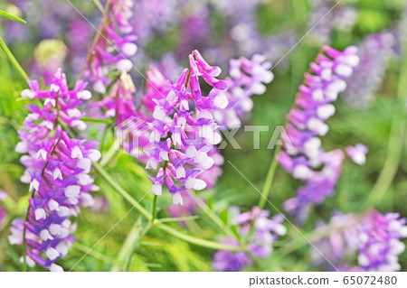 Wisteria flower Wisteria flower 65072480