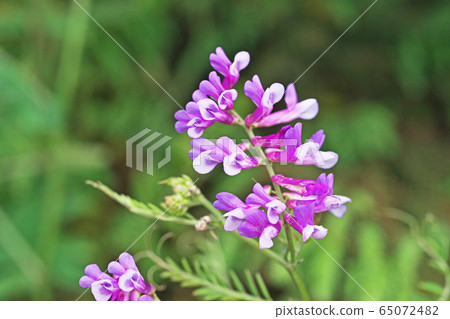 Wisteria flower 65072482