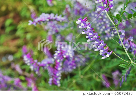 Wisteria flower 65072483