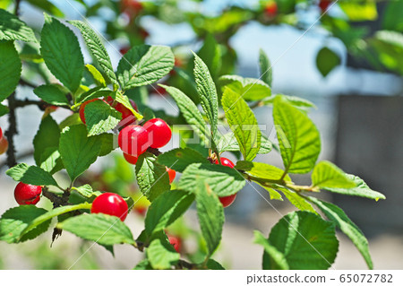 紅色青春果實 65072782