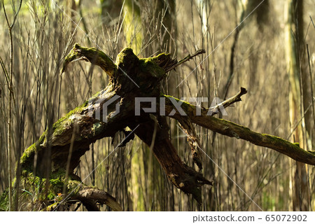 Native forest 65072902