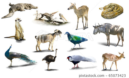 Various animal pictures are isolated on a white background  have shadows,Object have clipping path. 65073423