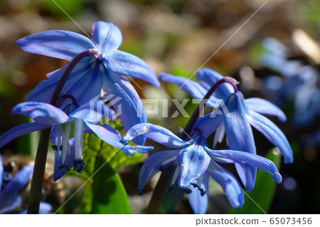 Closeup of fresh blue flowers of Scilla caucasica Closeup of fresh blue flowers of Scilla caucasica 65073456