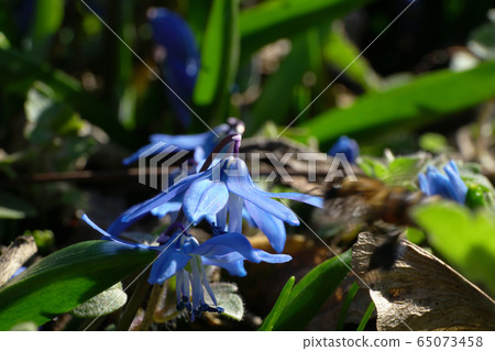 Close-up of spring primrose Scilla caucasica with blue flowers 65073458