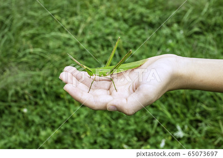 Caught grasshopper Caught grasshopper 65073697