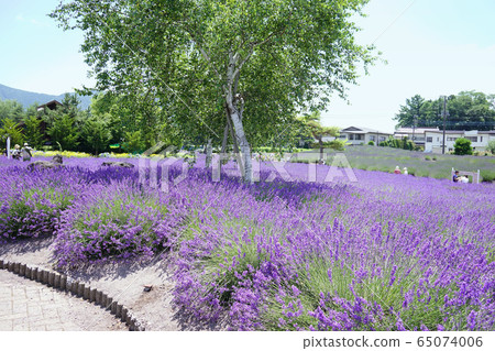 Lavender flowers Lavender flowers 65074006