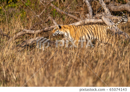 corbett tiger in action with tail up and stalking prey while walking in grassland. Side view of full length tiger at dhikala zone safari of jim corbett national park or tiger reserve uttarakhand india corbett tiger in action with tail up and stalking prey while walking in grassland. Side view of full length tiger at dhikala zone safari of jim corbett national park or tiger reserve uttarakhand india 65074143