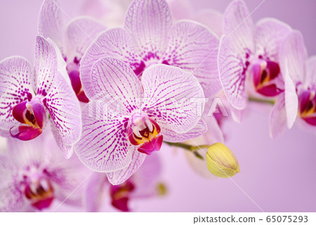 Beautiful orchid flowers on a pink background. Beautiful orchid flowers on a pink background. 65075293