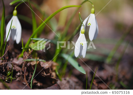 Snowdrops (Galanthus) in the spring forest. Snowdrops (Galanthus) in the spring forest. 65075316