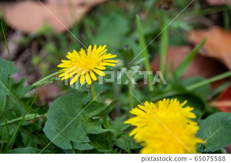 Dandelion Dandelion 65075588