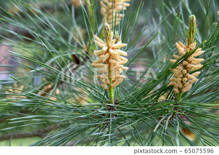 Pine flowers Pine flowers 65075596