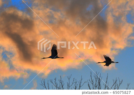 丹頂鶴，背景為“賽云” 65075827