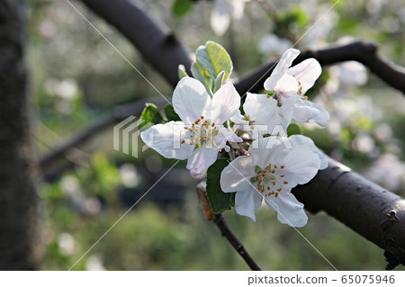 蘋果花 65075946