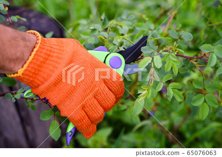 Spring pruning roses in the garden, 65076063