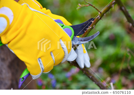 Spring pruning roses in the garden,  65076110