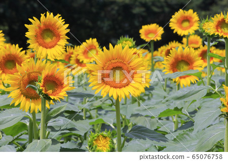 Sunflower field 65076758