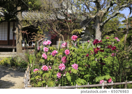 荒尾市宮崎兄弟之家牡丹 荒尾市宮崎兄弟之家牡丹 65076983