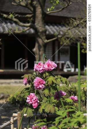 荒尾市宮崎兄弟之家牡丹 荒尾市宮崎兄弟之家牡丹 65076984