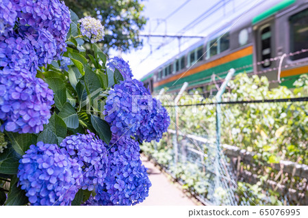 Asukayama公園的繡球花 65076995