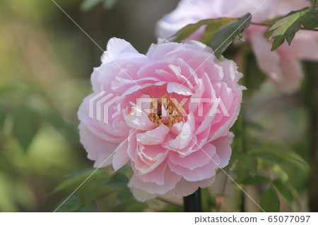 Arao City Miyazaki Brothers House Peony Stock Photo