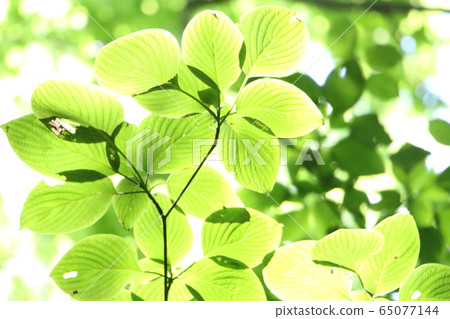 植物/葉子 65077144