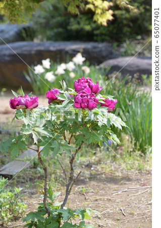 Peony Peony 65077401
