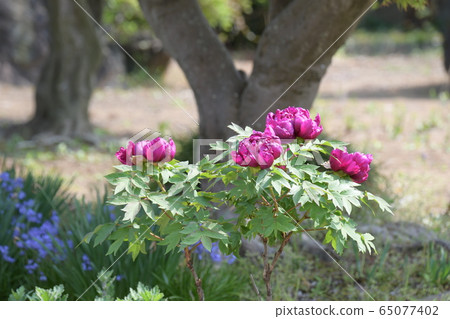 Peony Peony 65077402