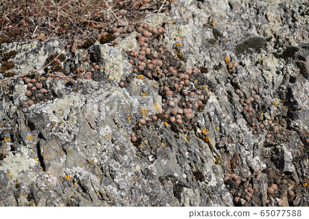 Close-up of ground cover Caucasian plants stonecrops Close-up of ground cover Caucasian plants stonecrops 65077588