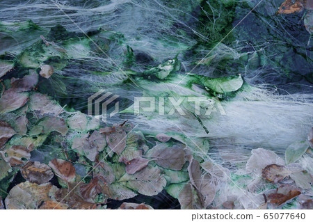 Close-up of sulfate and carbonate spring with algae Close-up of sulfate and carbonate spring with algae 65077640