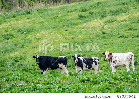 Tottori beef oxen year material for New Year's cards Tottori beef oxen year material for New Year's cards 65077641