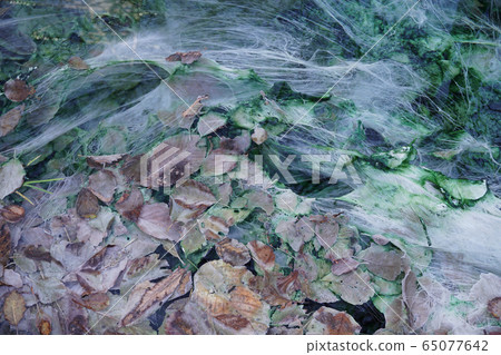 Close-up of deposits of sulfate and carbonate spring with algae Close-up of deposits of sulfate and carbonate spring with algae 65077642