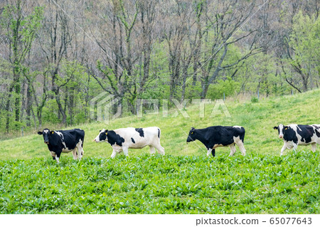 Tottori beef oxen year material for New Year's cards Tottori beef oxen year material for New Year's cards 65077643