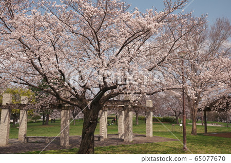 Kasadera Park in full bloom Kasadera Park in full bloom 65077670
