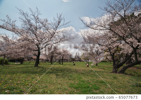 卡薩德拉公園盛開 卡薩德拉公園盛開 65077673