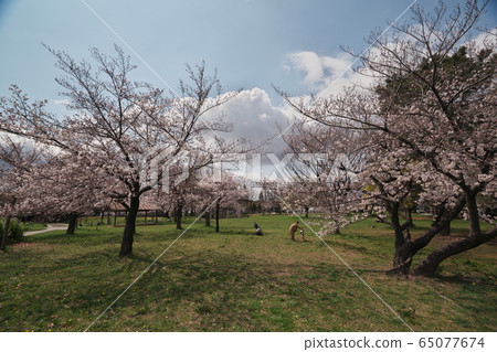 卡薩德拉公園盛開 卡薩德拉公園盛開 65077674