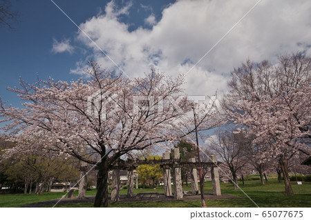 卡薩德拉公園盛開 卡薩德拉公園盛開 65077675