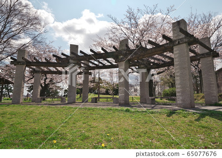 卡薩德拉公園盛開 卡薩德拉公園盛開 65077676