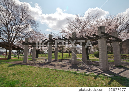 卡薩德拉公園盛開 卡薩德拉公園盛開 65077677