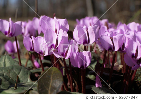 Early spring blossoming cyclamen alpine Cyclamen purpurascens Early spring blossoming cyclamen alpine Cyclamen purpurascens 65077847
